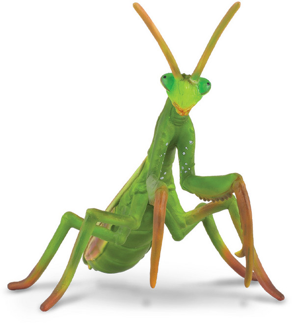 컬렉타 사마귀, 1개