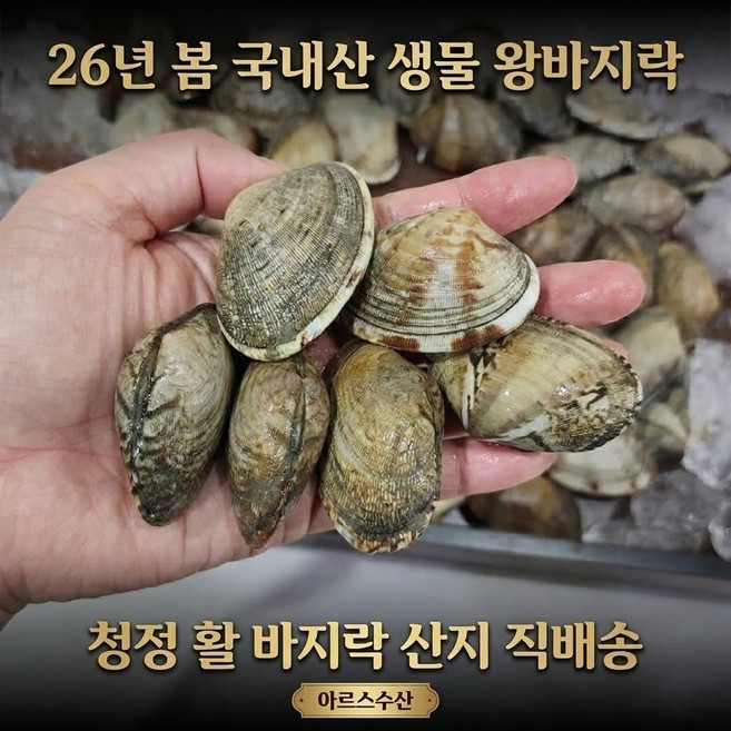 [아르스수산] 생물 왕 바지락, 1개, 1kg(65미 내외)