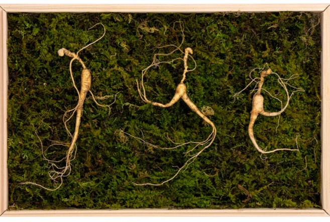 한양산삼 15년 2뿌리 산삼 산양산삼, 1박스, 9g