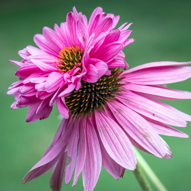 [큐가든] 에키네시아 뿌리 더블덱커 유럽 직수입 에키네시아꽃 숙근 구근 특선, 1개
