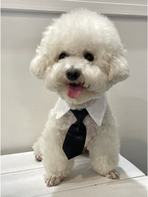 강아지 카라 넥타이 고양이 턱시도 보타이, 1개, 원컬러