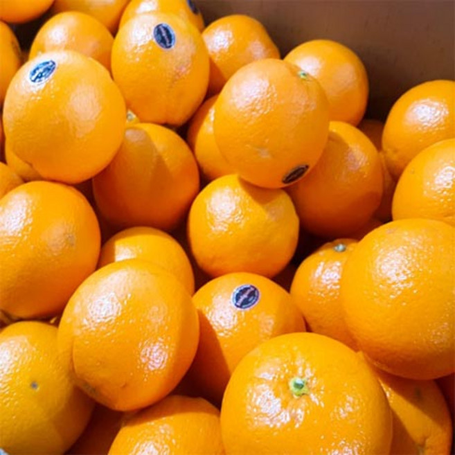 달달과수원 고당도 네이블 오렌지 250G 13브릭스이상, 20개, 총 5kg 개당 250G