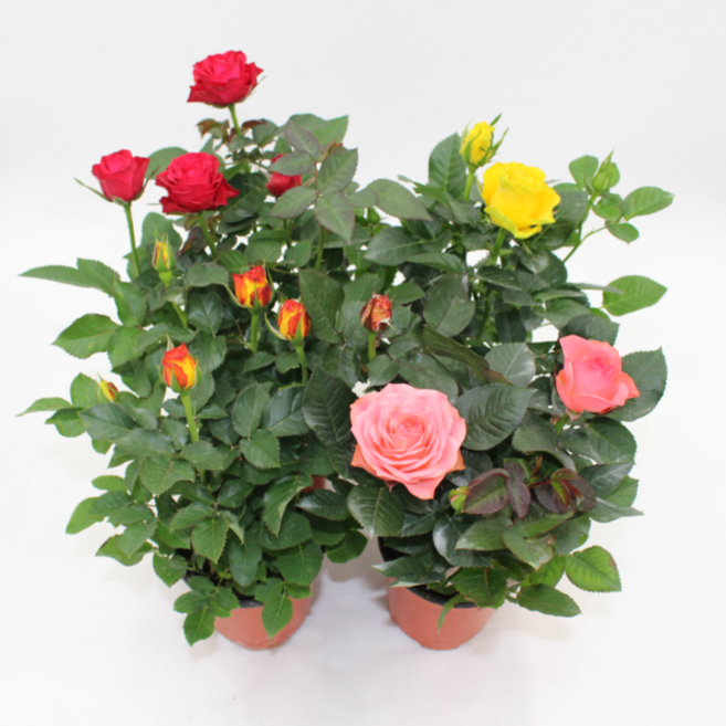 [골든플랜트] 미니장미 소품 4개1세트 베란다 노지월동 사계장미, 1개