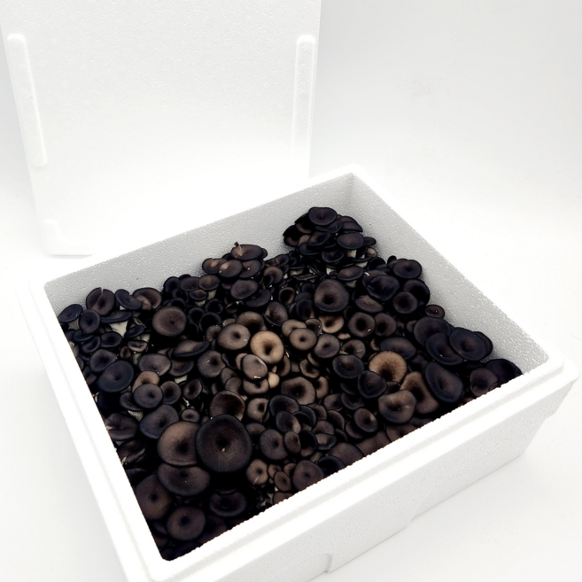 국산 무농약 GAP 인증 느타리버섯 2kg 대용량 흑타리버섯 [잼미짐], 1개