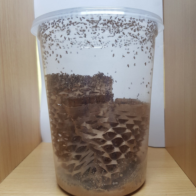 먹이용 작은 흔적날개초파리 사마귀 개구리 소형 동물 먹이 (흔날초) 400마리 or 100마리, 100마리(배양용), 기본포장(여름겨울철x), 1개