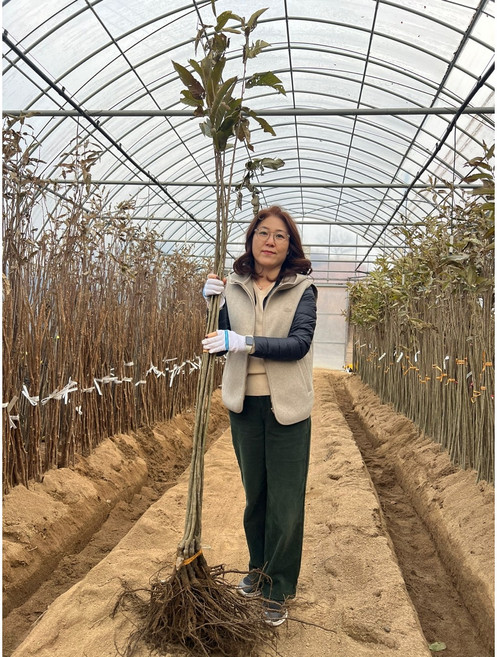 광일농원 대보밤나무 묘목 접목 1년 2주, 특묘, 2개