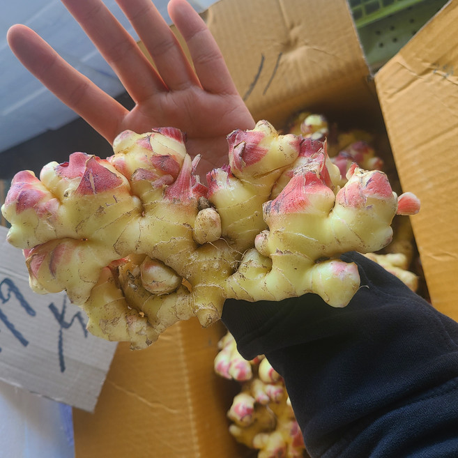 국내산 영주 봉화 햇생강 최상품 10kg, 1박스