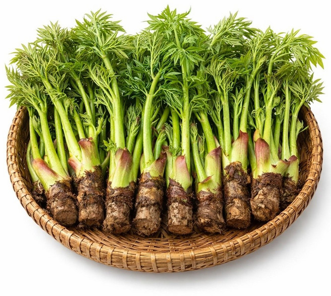 [선별최상품] 국내산 참두릅 진한향 생두릅 제철 봄나물 디아머스, 1개, 1kg