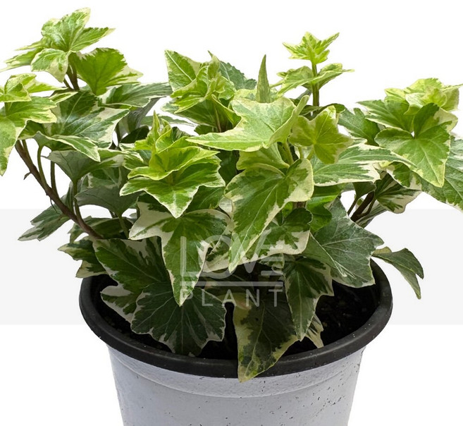 [꽃사랑식물나라] 코모레비아이비 헤데라 무늬아이비 실내관엽 식물키우기 인테리어 소품 플랜테리어