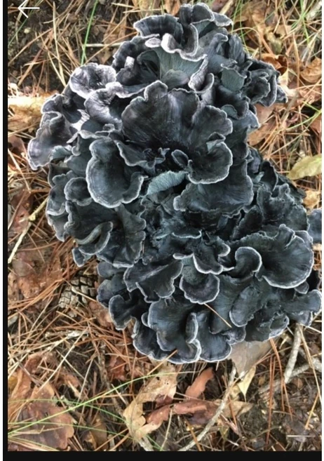 까치버섯 건조 100g, 1개 - 쿠팡