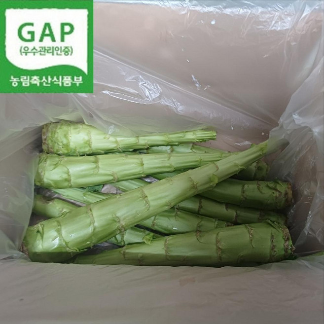 한달만 나오는 국산 궁채 생궁채 줄기상추, 1kg x 1박스