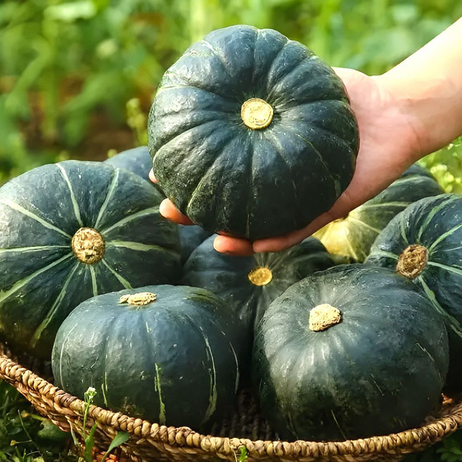 [2026년수확] 천상의맛 제주 미니 밤호박 보우짱, 1박스, 로얄과 10kg