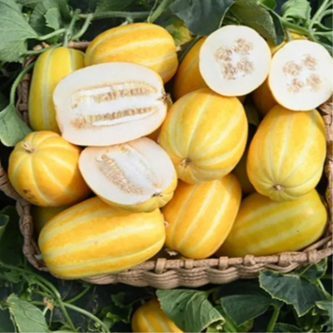 <가람> 초특가 당도 높은 성주 꿀 참외 아삭한 햇 참외, 1박스, 10kg 랜덤과(가정용)