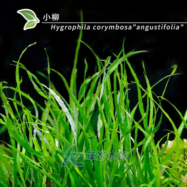 AC草影 小柳 (Hygrophila corymbosa /angustifolia/) 三株 水上葉 真水草, 1個