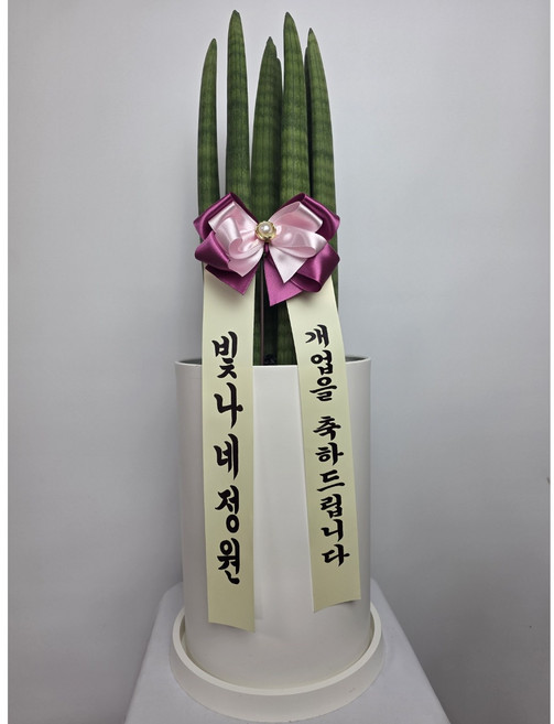 빛나네정원 금전수 돈들어오는 개업 축하화분 승진 집들이화분 공기정화식물 인테리어 중형화분, 1개, 스투키