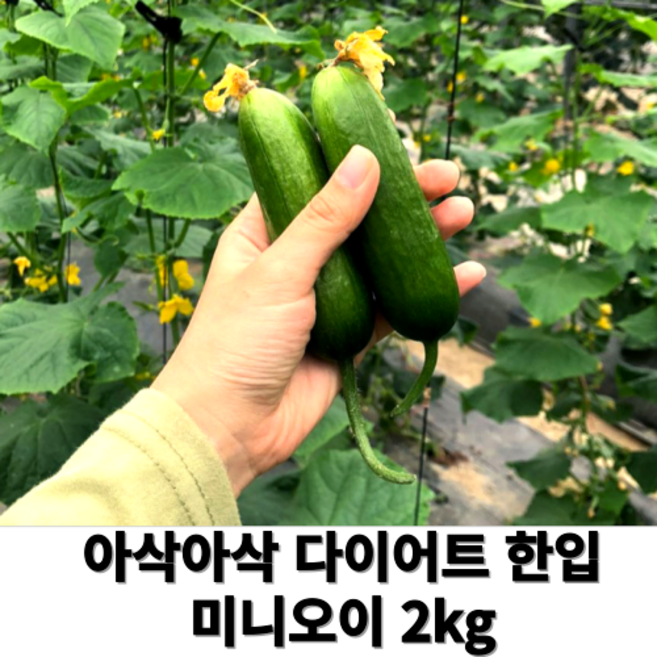 [ 국산100% ] 당일수확 산지직송 미니오이 2kg 수분가득 아삭오독 다이어트 스낵 꼬마 오이 오이지 피클, 1개