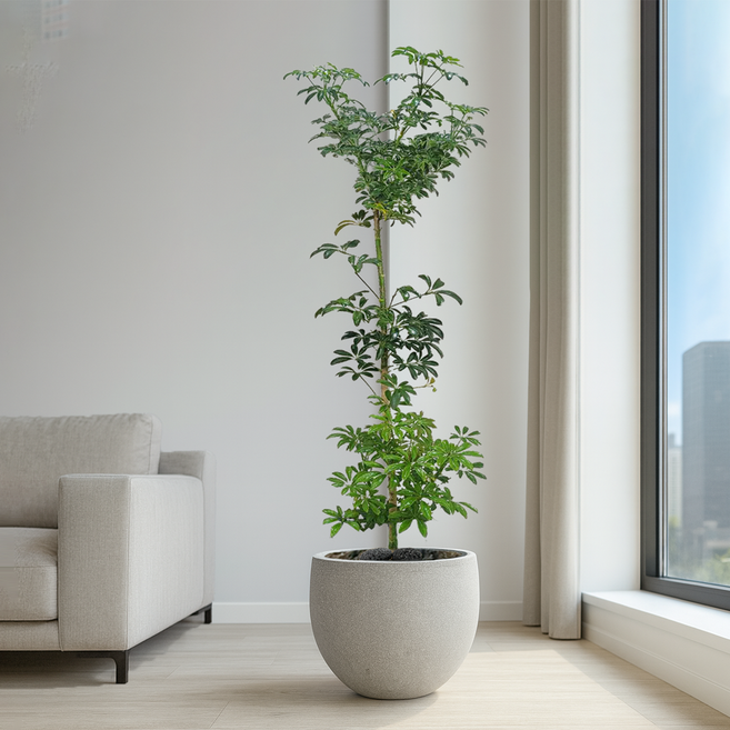 콘크리트화분 개업화분 거실화분 개업식화분 실내공기정화식물 인테리어식물 집들이 승진화분 선물 뱅갈고무나무 여인초 금전수 아레카야자 행운목 파키라 몬스테라 올리브나무 극락조 홍콩야자, 6.쉐프렐라(홍콩야자), 1개