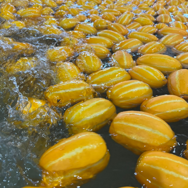 라리농장 산지직송 성주 꿀 참외 가정용 혼합과 실중량, 1박스, 5kg