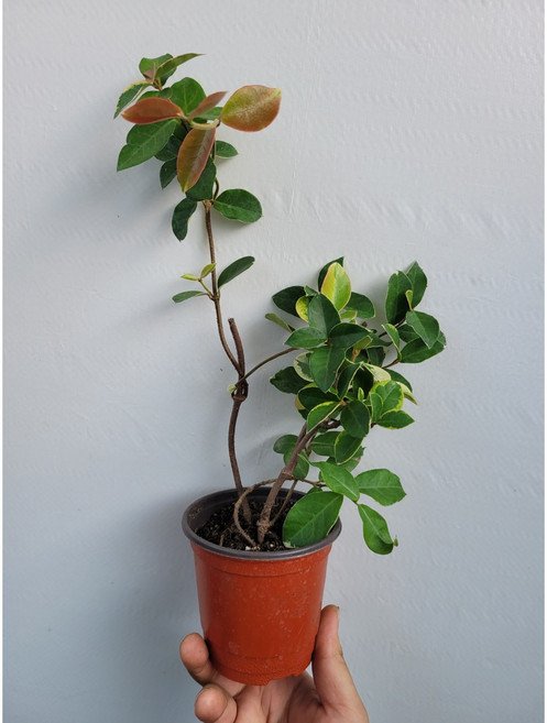 목대형성 무늬백화등 소품 15~39cm 37