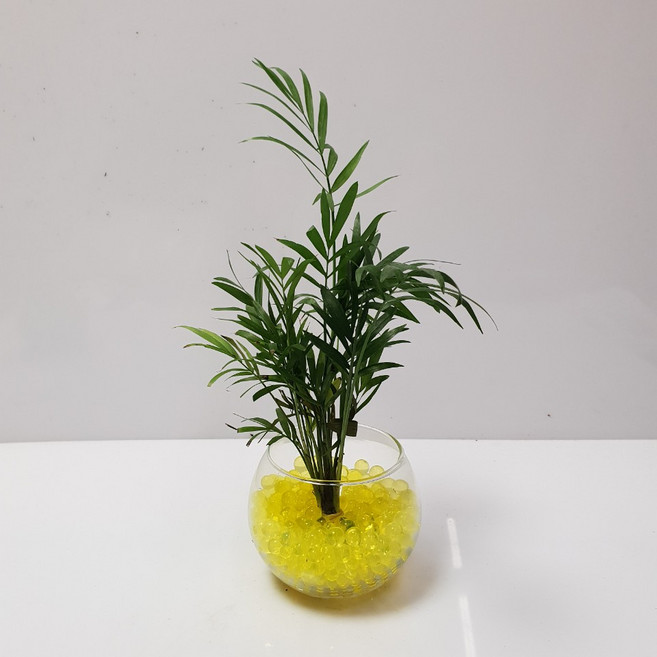 트리앤 젤리소일 1+1 푸딩병 개운죽 / 테이블야자 스킨답서스 아이비식물 워터비즈 답례품 공기정화식물 실내습도조절 유리병 칼라소일 칼라스톤 칼라자갈 색돌 수경식물, 05-2. 단지병 젤리 테이블야자(노랑) 1개