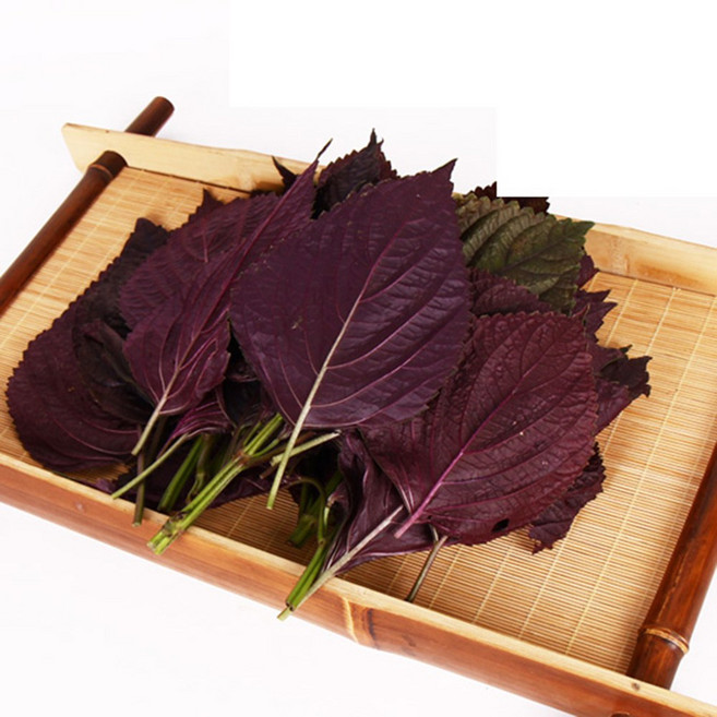 자소엽/ 자소엽생잎/ 붉은깻잎/ 청정수 재배 차조기잎/ 매실장아찌/ 우매보시/ 미산약초농장, 자소엽(차조기)생잎 300g X1봉, 300g, 1개
