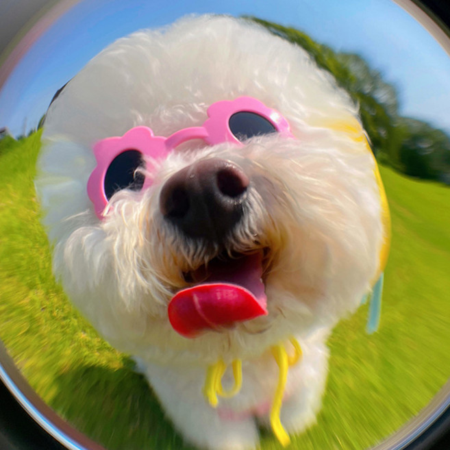 쁘띠러브 카메라 어안렌즈 확대 광각렌즈 세트, 실버, FREE_(CL-64)