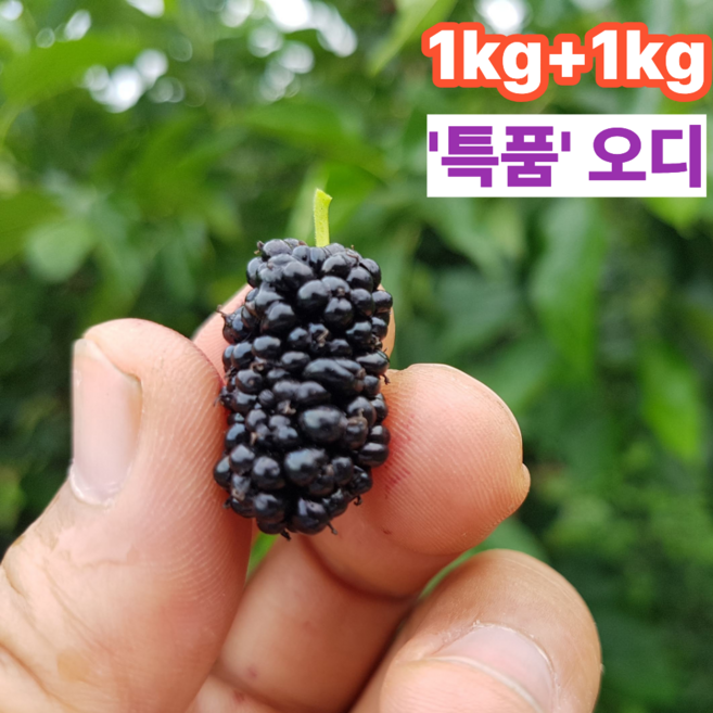 [2026햇수확] 고창 토종 오디 특품 1kg+1kg, 1개, 2kg