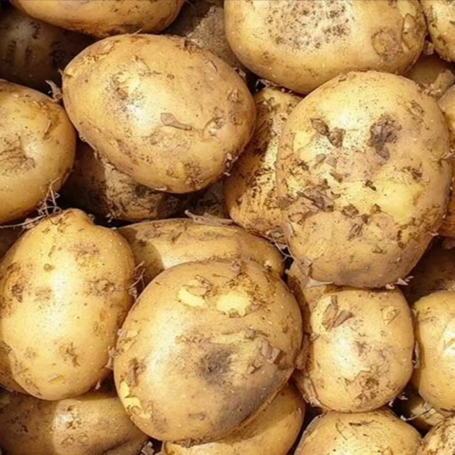 산지꾼 국내산 햇감자 수미 감자, 1개, 5kg (중 통구이용)