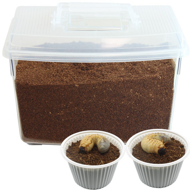 벅스앤미 장수풍뎅이애벌레 기르기 풀세트 (화이트) (3령애벌레 두마리 포함), 1세트