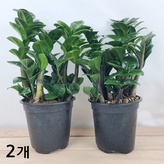 곰플라워 보석금전수소품 1+1 돈들어오는금전수, 1개, 그린