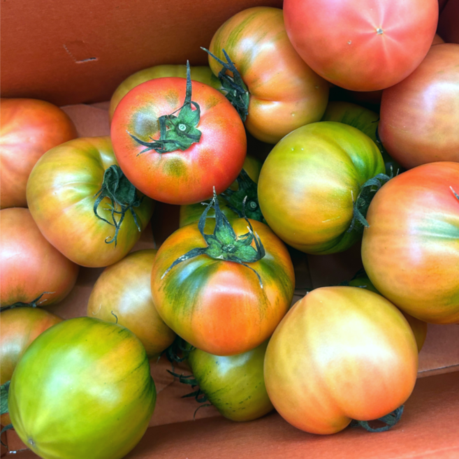 부산 대저 짭짤이토마토 고당도 프리미엄 2.5kg, 1박스, (M)2.5kg