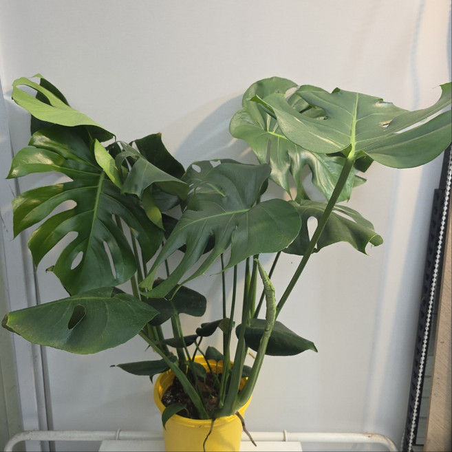 몬스테라 대품 촉수가있는 반려식물 에이피팩토리, 1개