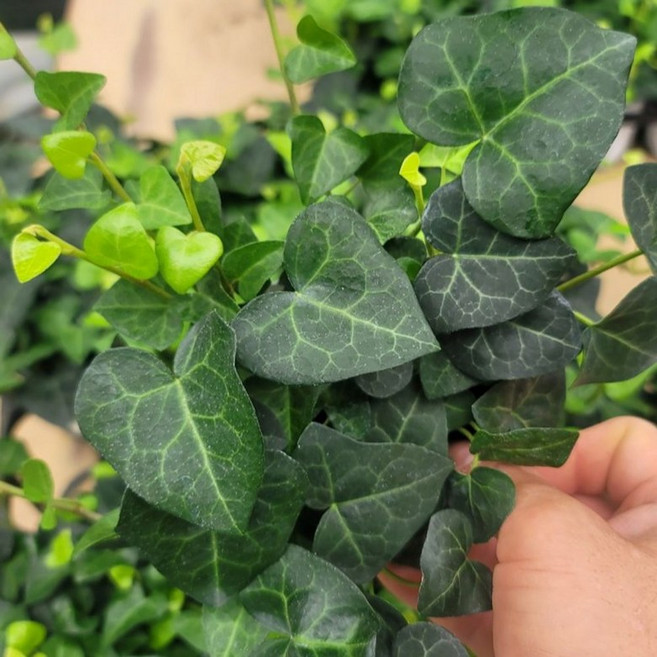 헤데라 헤릭스 하트아이비 실내화분 행잉 인테리어 공기정화 덩굴식물 A06