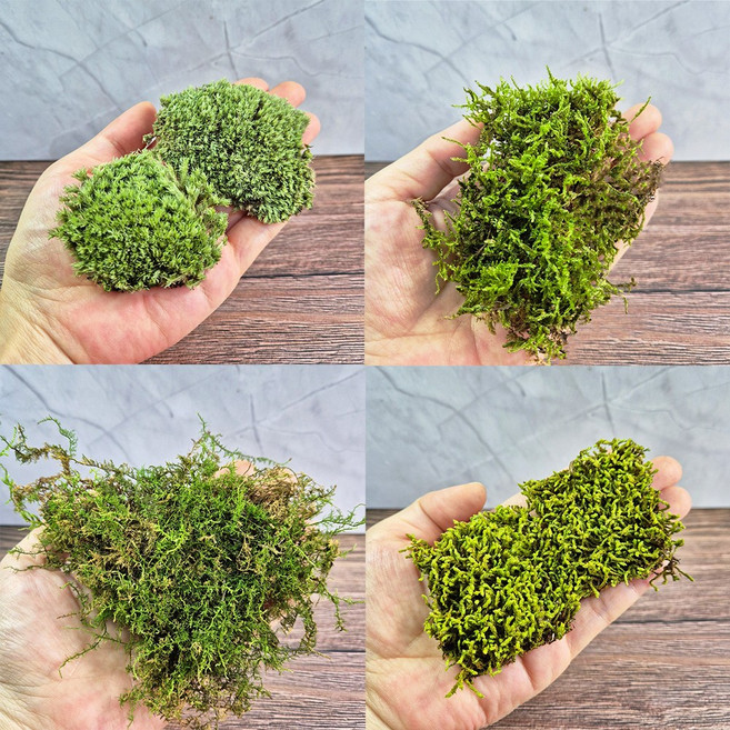 실바리움 모듬이끼 4종(비단/서리/깃털/털깃털) DIY 세트, 1개