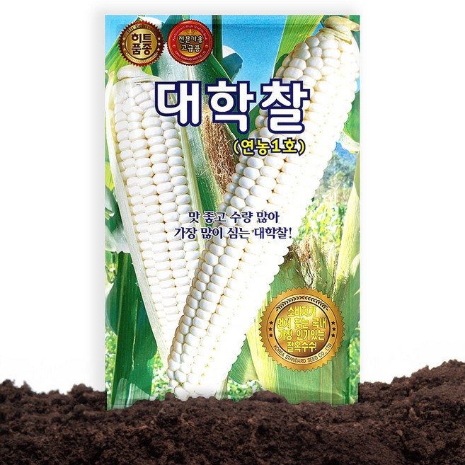 KS종묘 대학찰 옥수수 씨앗 70립 연농1호 옥수수씨 종자, 1개