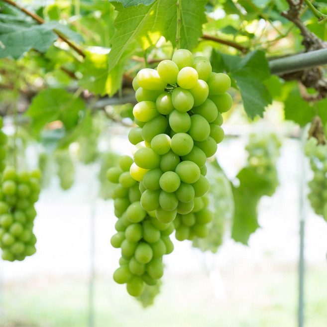 [할인상품] 샤인머스켓 포도나무 묘목 - 분묘 (용달비별도), 1개, R4/분(50%반짝세일)