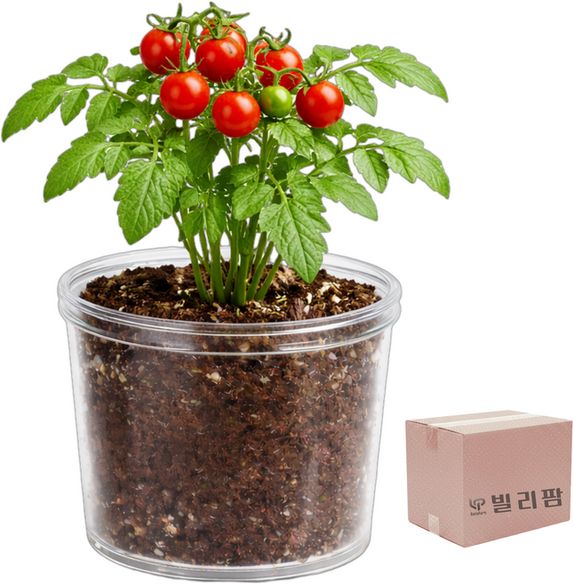 빌리팜 식물 재배 키트 키우기 세트 홈 가드닝, 01방울토마토