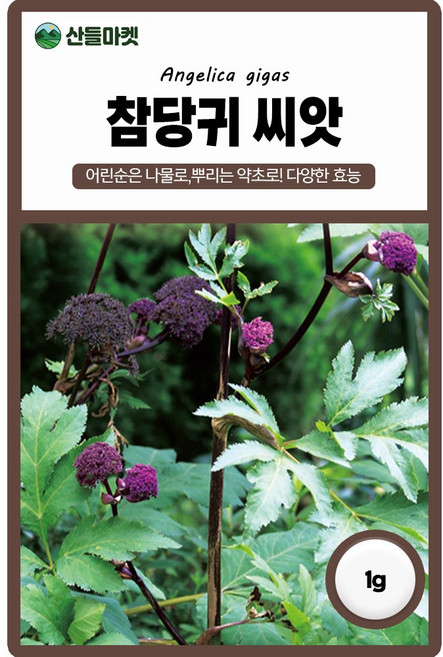 다농 참당귀 씨앗 1g 토종 당귀씨 토당귀 약초 종자, 2개