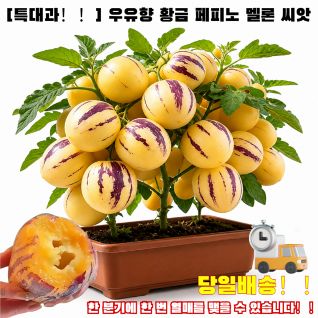 【당일출하】우유향 황금 페피노 멜론 씨앗 황금 페피노 멜론 씨앗 페피노 멜론 씨앗, 100개