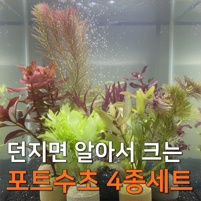 [수초농부] 달팽이 없는 포트수초 랜덤 4종 키우기 쉬운 초보, 1세트