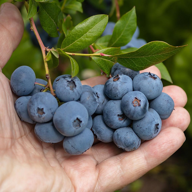 국내산 블루베리 중과 14mm이상 100g 4팩