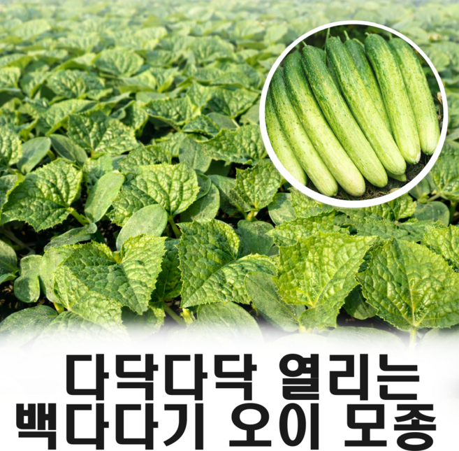 백다다기 오이 백오이 모종, 5개