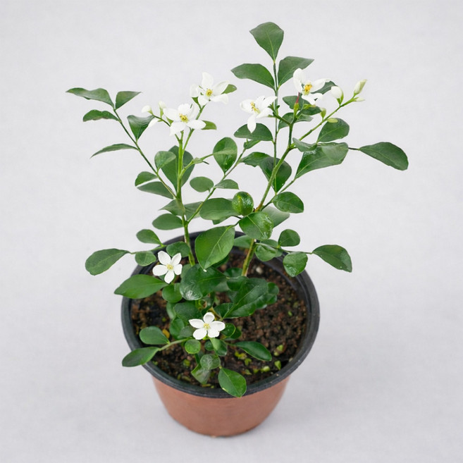 갑조네 오렌지자스민 실내공기정화식물 키우기쉬운 실내화초 자스민 향기나는꽃, 2개, 단일