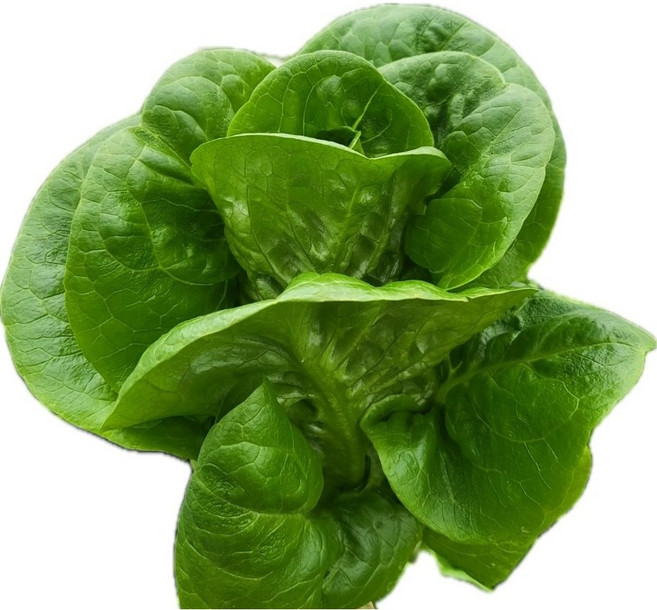 무농약 친환경 미니로메인 단품, 1개, 1kg