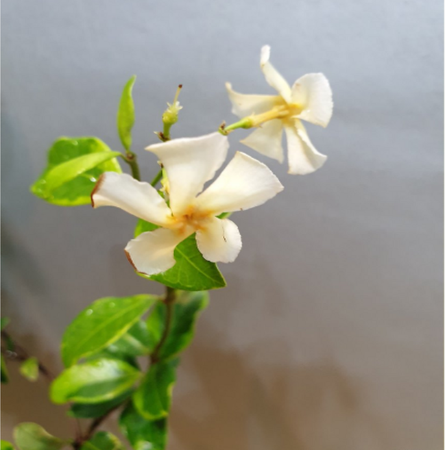 에덴농원 노랑백화등(한목대) 꽃이 피면 향기가 가득해요(월동가능), 1개