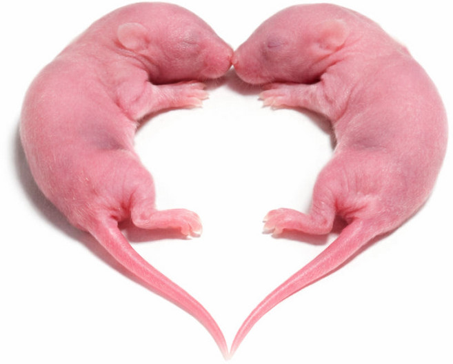 (냉동포장) 마우스 핑키 파충류 먹이용쥐 뱀먹이, 1개, 2g