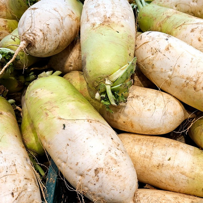 국산 제철 햇무 겨울 제주 월동무 ( 맛있는 제주 월동무), 1박스, 무 5kg 내외