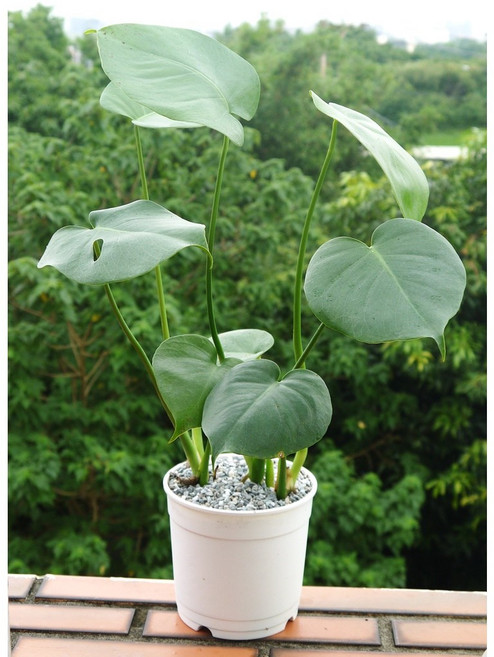 花樣渼栽 龜背芋 電信蘭 室內清淨空氣盆栽, 1個, 白色