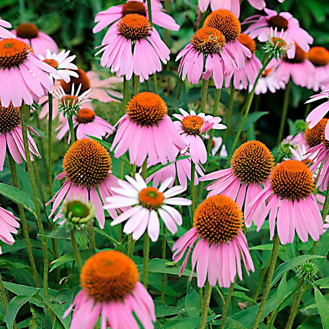 순희농장 에키네시아꽃 야생화 들꽃 모종 8cm 포트묘 다년초 20개