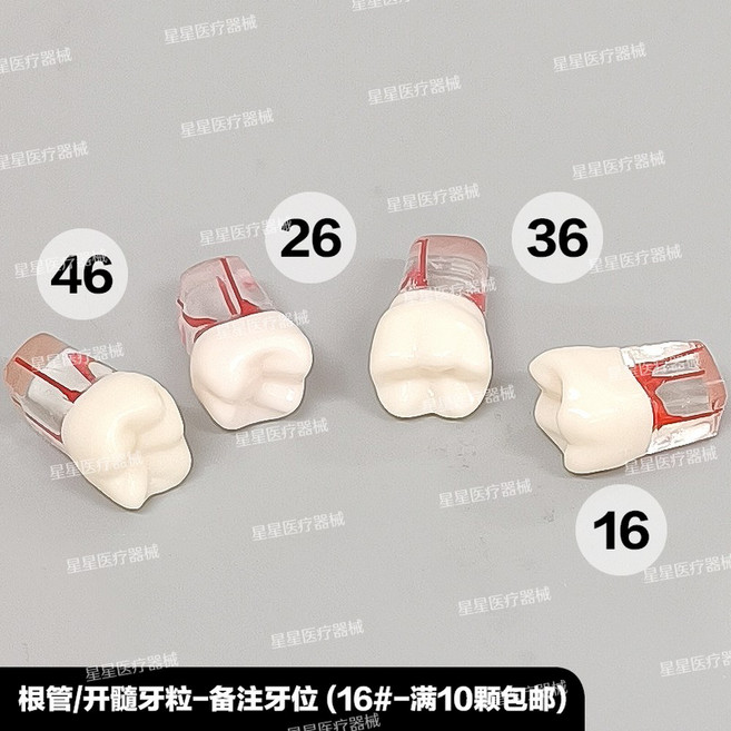 치과재료 가짜이빨 임시치아 28개 치과용 고정 치아 연습용 의치 나사 탈착식 개별 나사형 레진 타이포돈 모델, 근관/개수연습치립 16